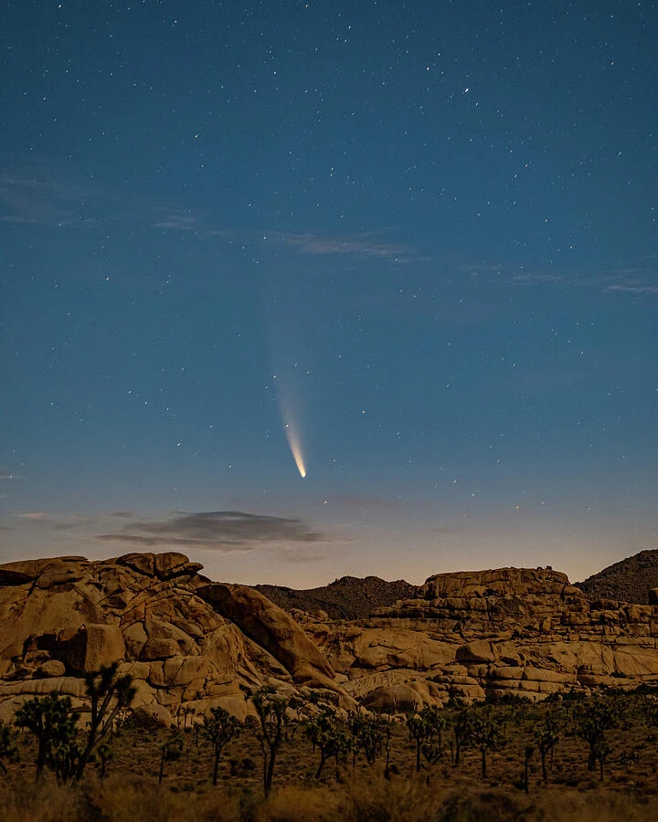 Comet NEOWISE and its bright tail above Joshua trees and desert boulders.