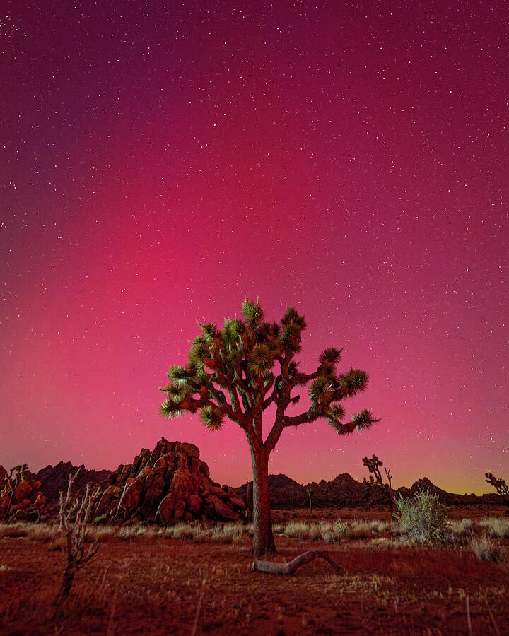 A Joshua tree and rocky desert terrain beneath a red and purple aurora and star-filled sky.