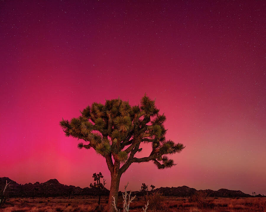 Pink and purple aurora above a lone Joshua tree and a rugged desert landscape.