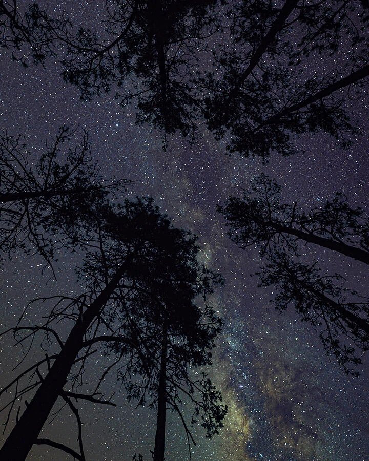 Silhouetted trees frame a star-filled night sky with the Milky Way beyond.